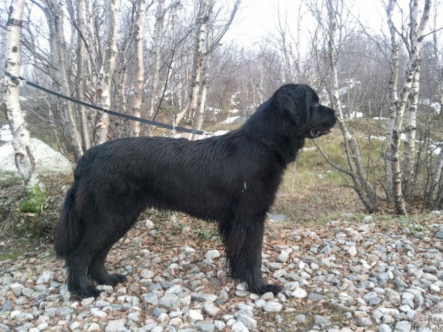 Фото: ньюфаундленд Уютная Долина Блэк Даймонд Велинда (Uyutnaya Dolina Black Diamond Velinda)