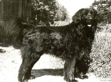 Фото: ньюфаундленд Уран Рафаил Блэк