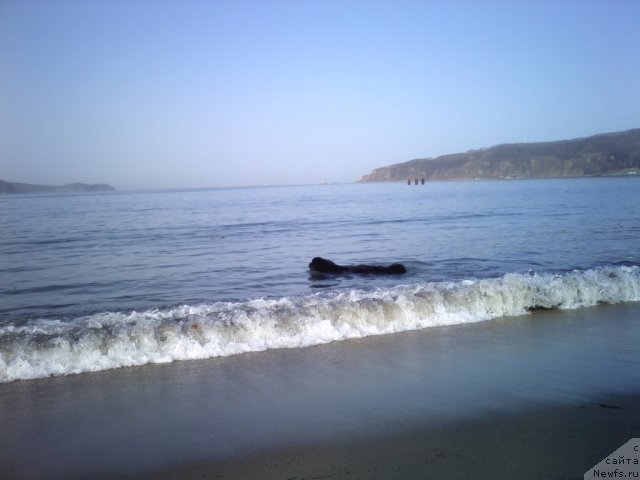 Фото: ньюфаундленд Несси Блэк с  Лесной Заимки