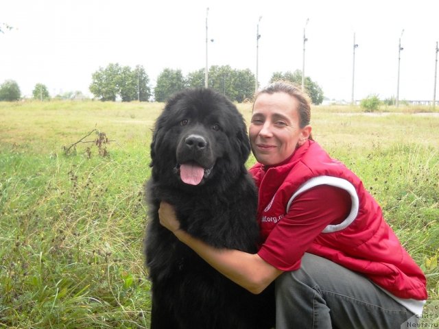 Фото: ньюфаундленд Фанньюф Азбука Азарта