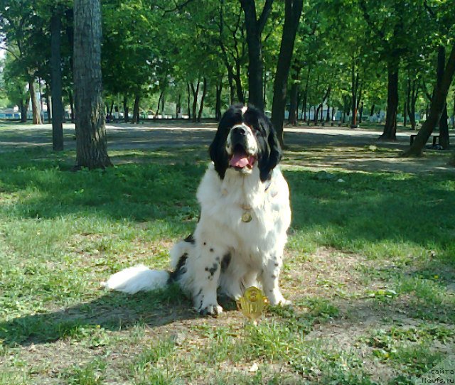 Фото: ньюфаундленд Ла Бель Мишель (La Belle Michaela)