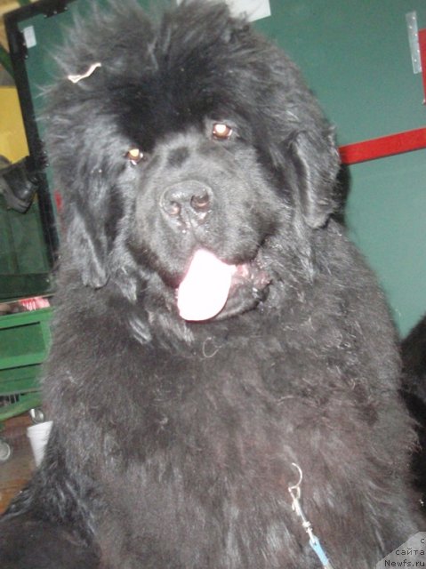 Фотография № 94915