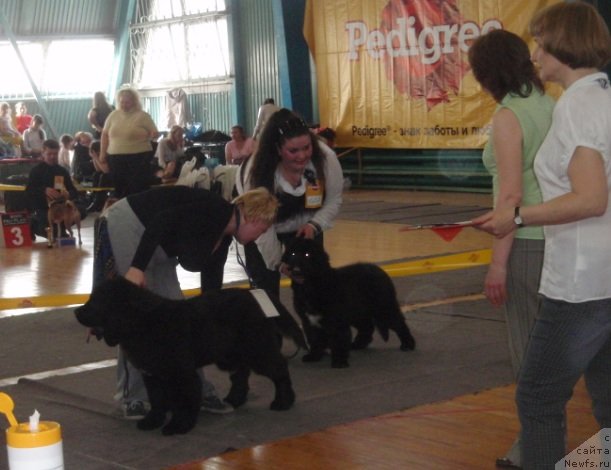 Фото: ньюфаундленд Блэк Диамонд Агидель от Потапа Увертюра, Екатерина Жиронкина