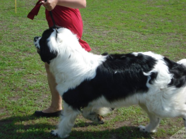 Фото: ньюфаундленд Ла Бель Мишель (La Belle Michaela)