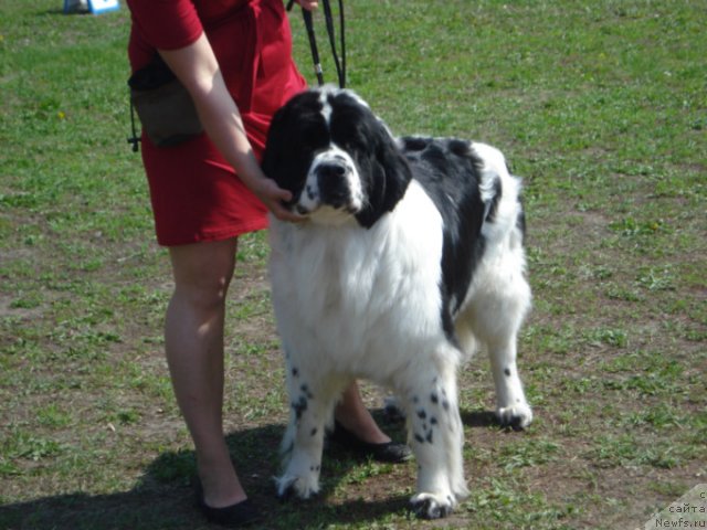Фото: ньюфаундленд Ла Бель Мишель (La Belle Michaela)