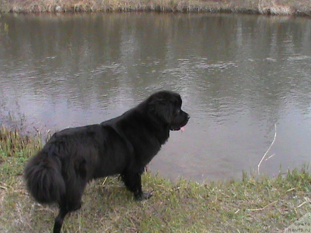 Фото: ньюфаундленд Очаровательная Фея от Ласкового Дельфина (Ocharovatelnaya Feya ot Laskovogo Delphina)