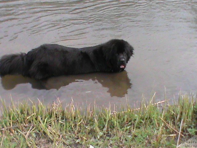 Фото: ньюфаундленд Очаровательная Фея от Ласкового Дельфина (Ocharovatelnaya Feya ot Laskovogo Delphina)
