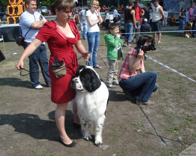 Фото: ньюфаундленд Ла Бель Мишель (La Belle Michaela)