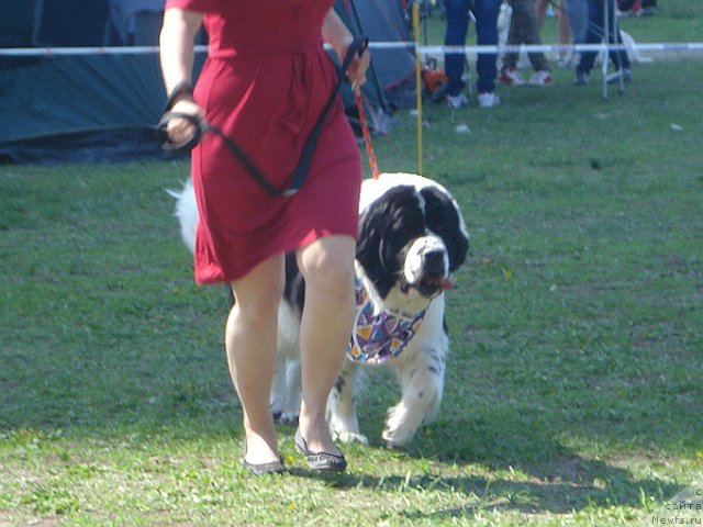 Фото: ньюфаундленд Ла Бель Мишель (La Belle Michaela)