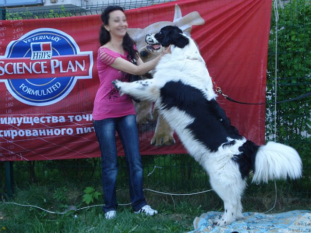 Фото: ньюфаундленд Ла Бель Мишель (La Belle Michaela), Любаша