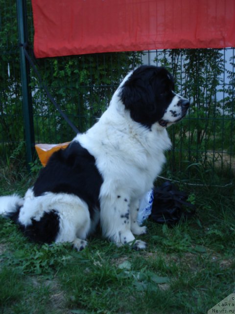 Фото: ньюфаундленд Ла Бель Мишель (La Belle Michaela)