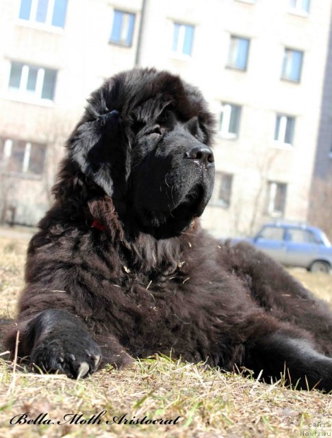 Фото: ньюфаундленд Бэлла Мосс Аристократ
