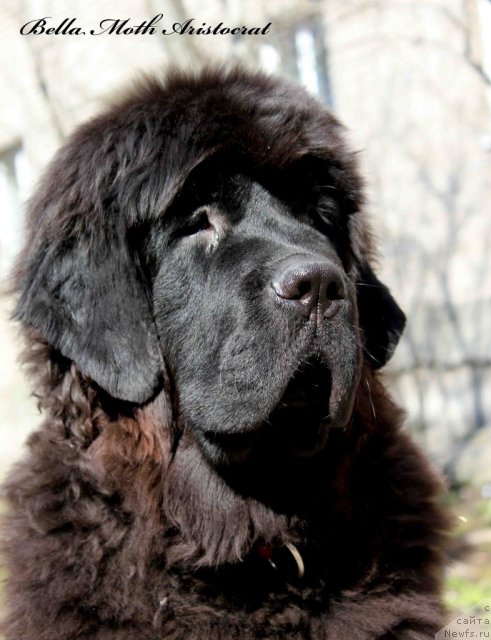 Фото: ньюфаундленд Бэлла Мосс Аристократ