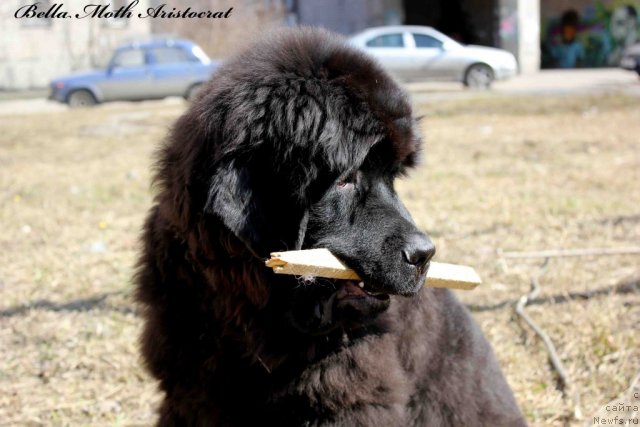 Фотография № 94980