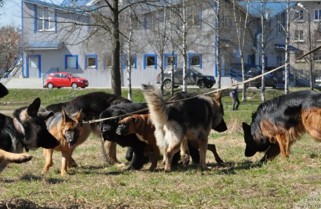 Фото: ньюфаундленд Бегущая по Волнам Зурбаган (Beguschaya po Volnam Zurbagan)