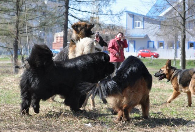 Фото: ньюфаундленд Бегущая по Волнам Зурбаган (Beguschaya po Volnam Zurbagan)