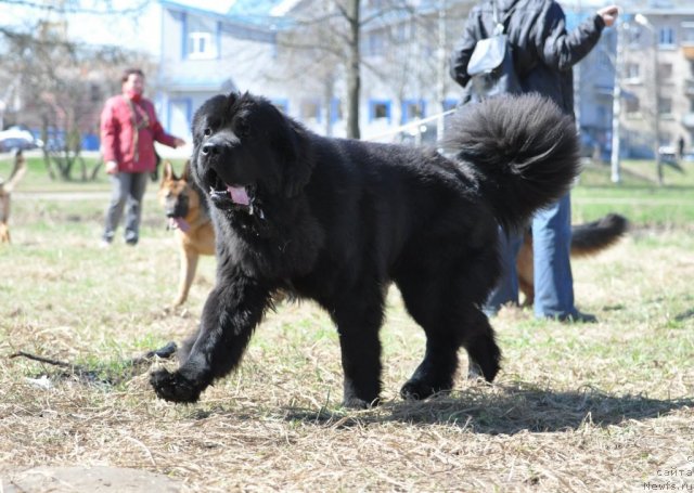 Фото: ньюфаундленд Бегущая по Волнам Зурбаган (Beguschaya po Volnam Zurbagan)