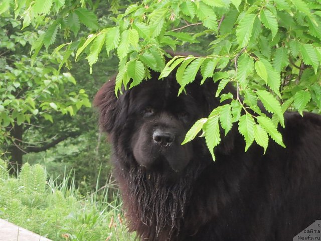 Фотография № 94991