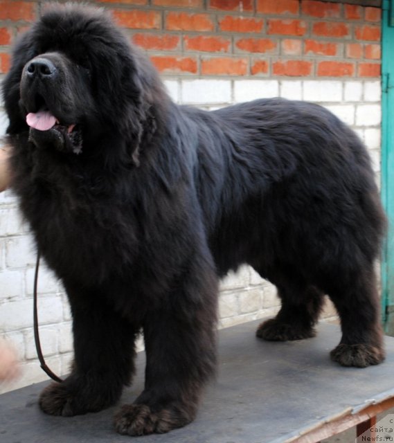 Фотография № 94994