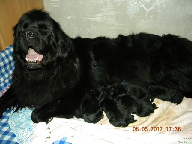 Фото: ньюфаундленд Малая Медведица из Племени Кедра