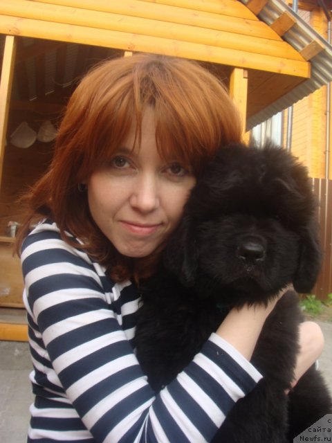 Фото: ньюфаундленд Бегущая по Волнам Центер оф Аттрактион