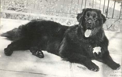 Фото: ньюфаундленд Эрна Илс