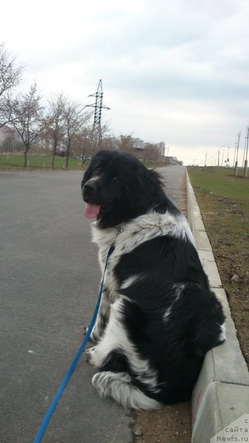 Фото: ньюфаундленд Флюфи Аваланч Спесиаллу Борн фор Юу