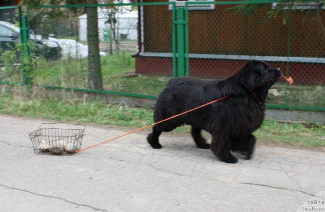 Фотография № 95001