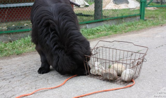 Фотография № 95002