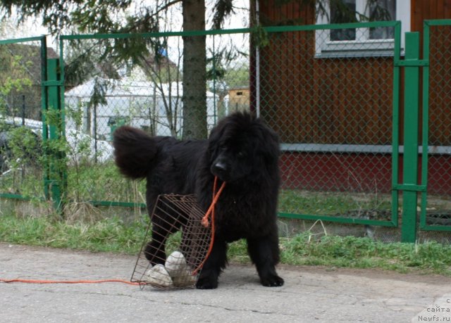 Фото: ньюфаундленд Чанси из Золотого Треугольника