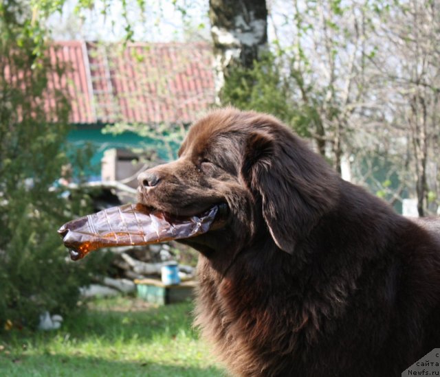 Фото: ньюфаундленд Черный Шарм Ангельская Красота (Chernyi Sharm Angel'skaya Krasota)