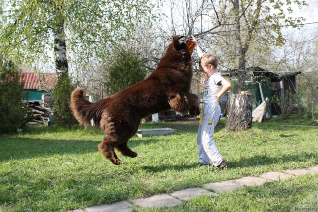 Фото: ньюфаундленд Черный Шарм Ангельская Красота (Chernyi Sharm Angel'skaya Krasota)