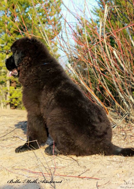 Фотография № 95011