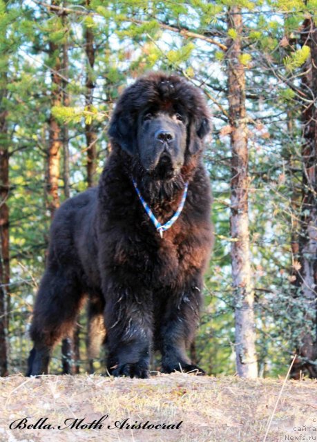 Фотография № 95012