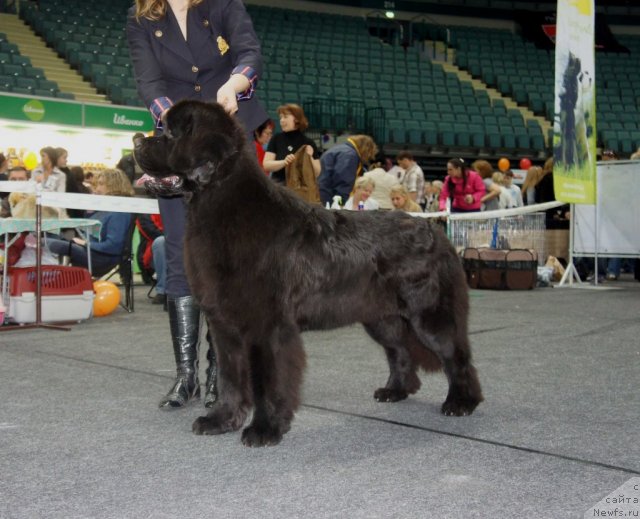 Фото: ньюфаундленд Смигар Гордон-Феллоу (Smigar Gordon Fellow)