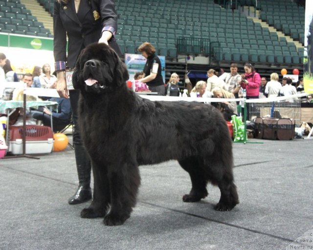 Фото: ньюфаундленд Смигар Гордон-Феллоу (Smigar Gordon Fellow)