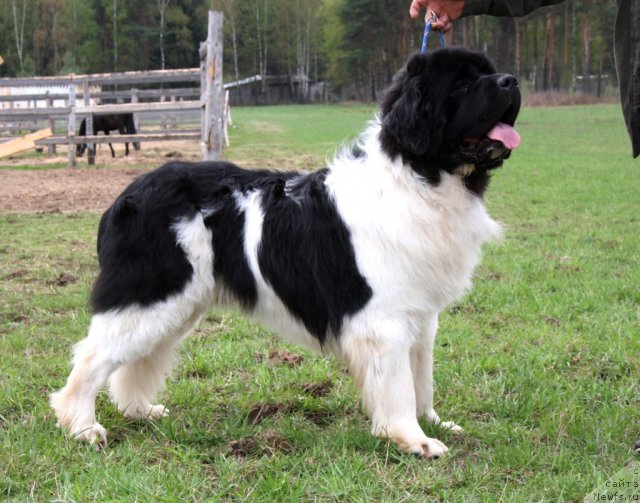 Фото: ньюфаундленд Супер Премиум Ему Нет Равных