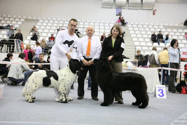 Фото: ньюфаундленд Аквиан Сонг Зеро Гравити (Akvian Song Zero Graviti), ньюфаундленд Сент Джонс Хендсел фо Ми (Sent Djons Handsel for Me), Александр Розенфельд, Гита Даукша