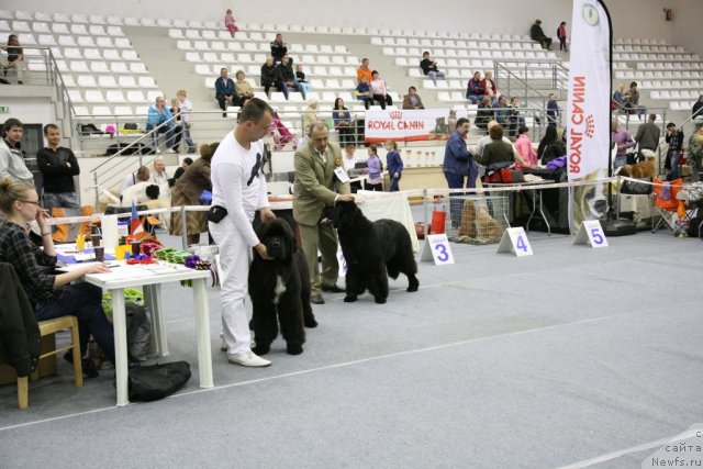 Фото: ньюфаундленд Love Me Tender Midnight Bear, ньюфаундленд Звездный Дар Агасси (Zvezdnij Dar Agassi)