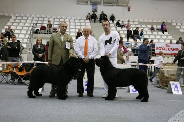 Фото: ньюфаундленд Звездный Дар Агасси (Zvezdnij Dar Agassi), ньюфаундленд Love Me Tender Midnight Bear
