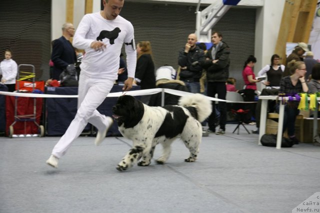 Фото: ньюфаундленд Аквиан Сонг Зеро Гравити (Akvian Song Zero Graviti), Александр Розенфельд