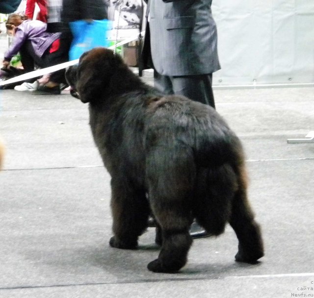 Фотография № 95037