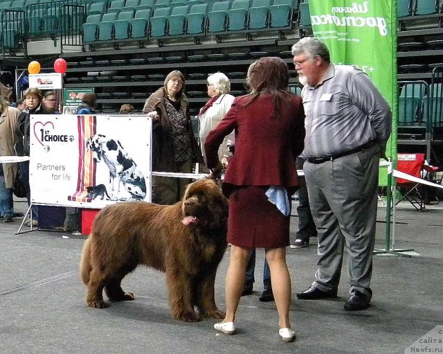 Фото: ньюфаундленд Акватория Келвин Ройал Тедди Беар (Aquatoriya Kelvin Royal Teddy Bear)