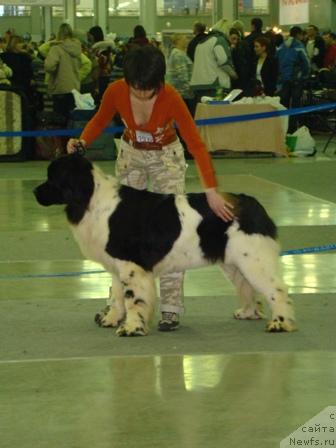 Фото: ньюфаундленд Веснушка на Счастье (Vesnushka na Shastie)