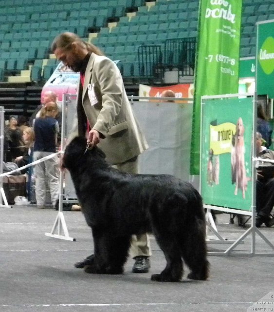 Фото: ньюфаундленд Акватория Келвин Кадриль (Aquatoriya Kelvin Kadril)