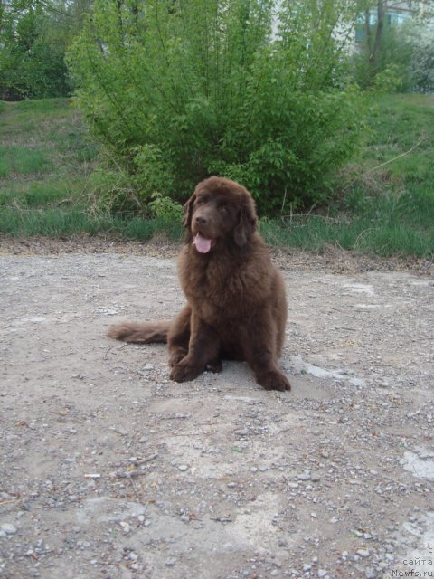 Фото: ньюфаундленд Ньюфорт Первая Леди