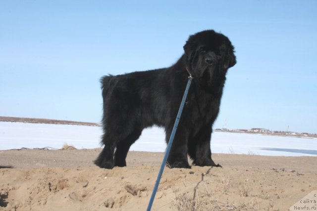 Фото: ньюфаундленд Бегущая по Волнам Зеро Коол