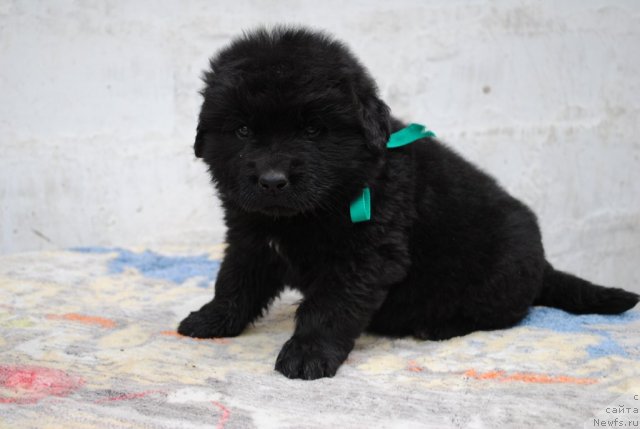 Фото: ньюфаундленд Адель Прекрасная Принцесса