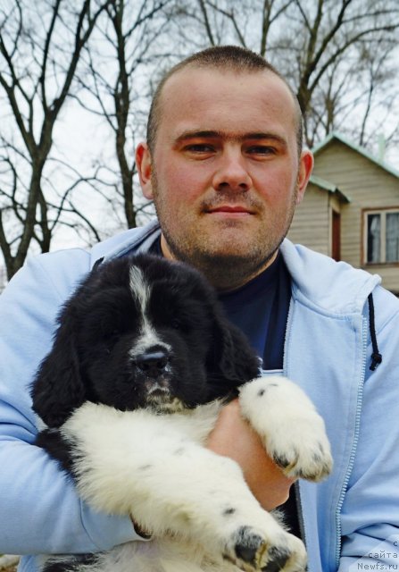 Фото: ньюфаундленд Питерньюф Хубба-Бубба, Владимир Слепченко