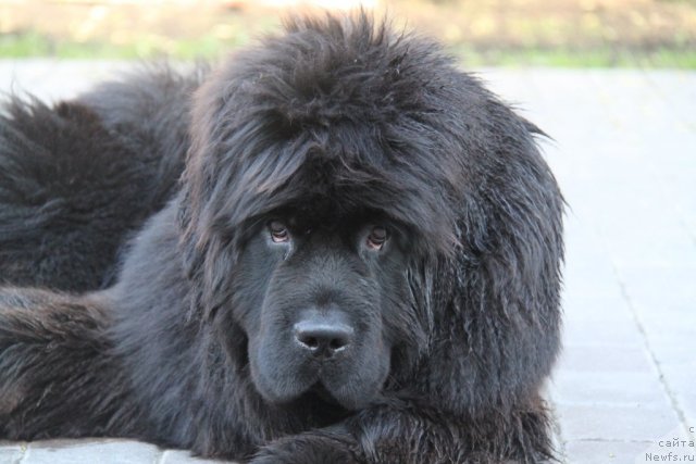 Фотография № 95097